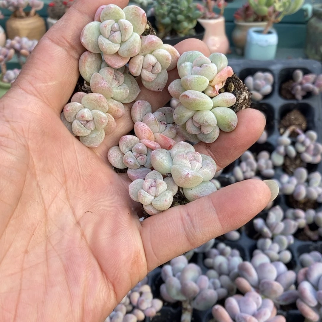 双头奶油冰玉9.9米5颗发货