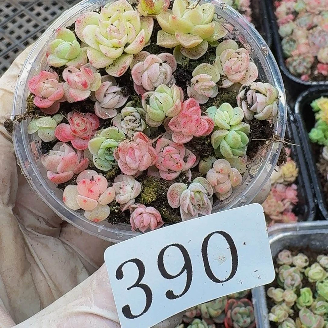 多肉植物多肉植物390