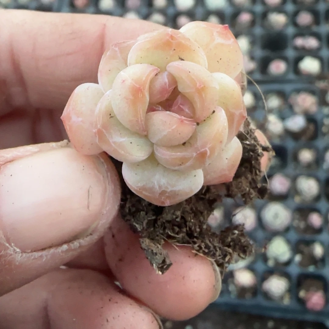 多肉小卡拉米糖心一物一拍