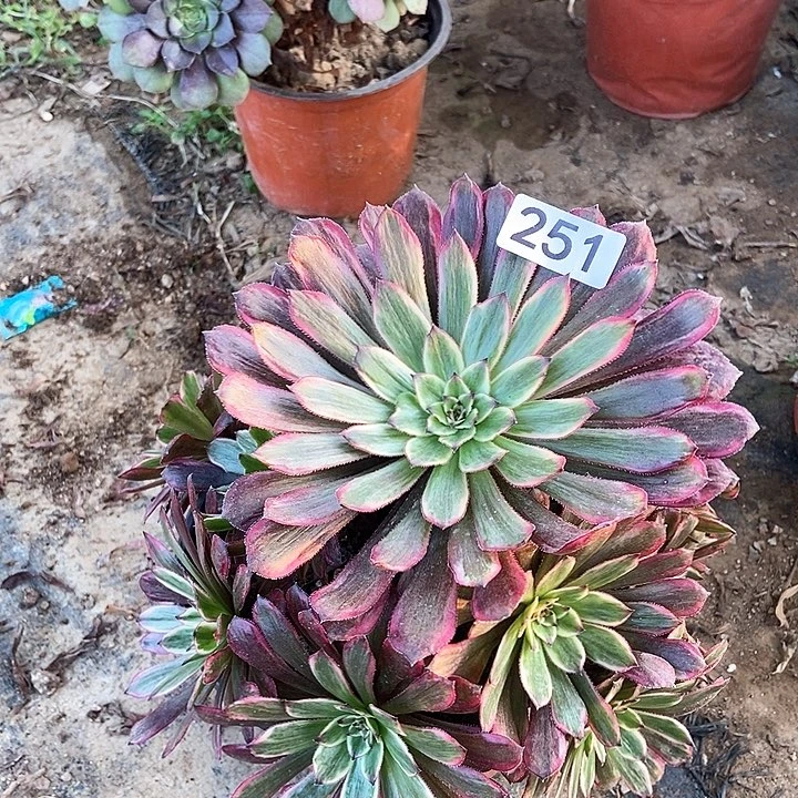 紫霞仙子251多肉不包断