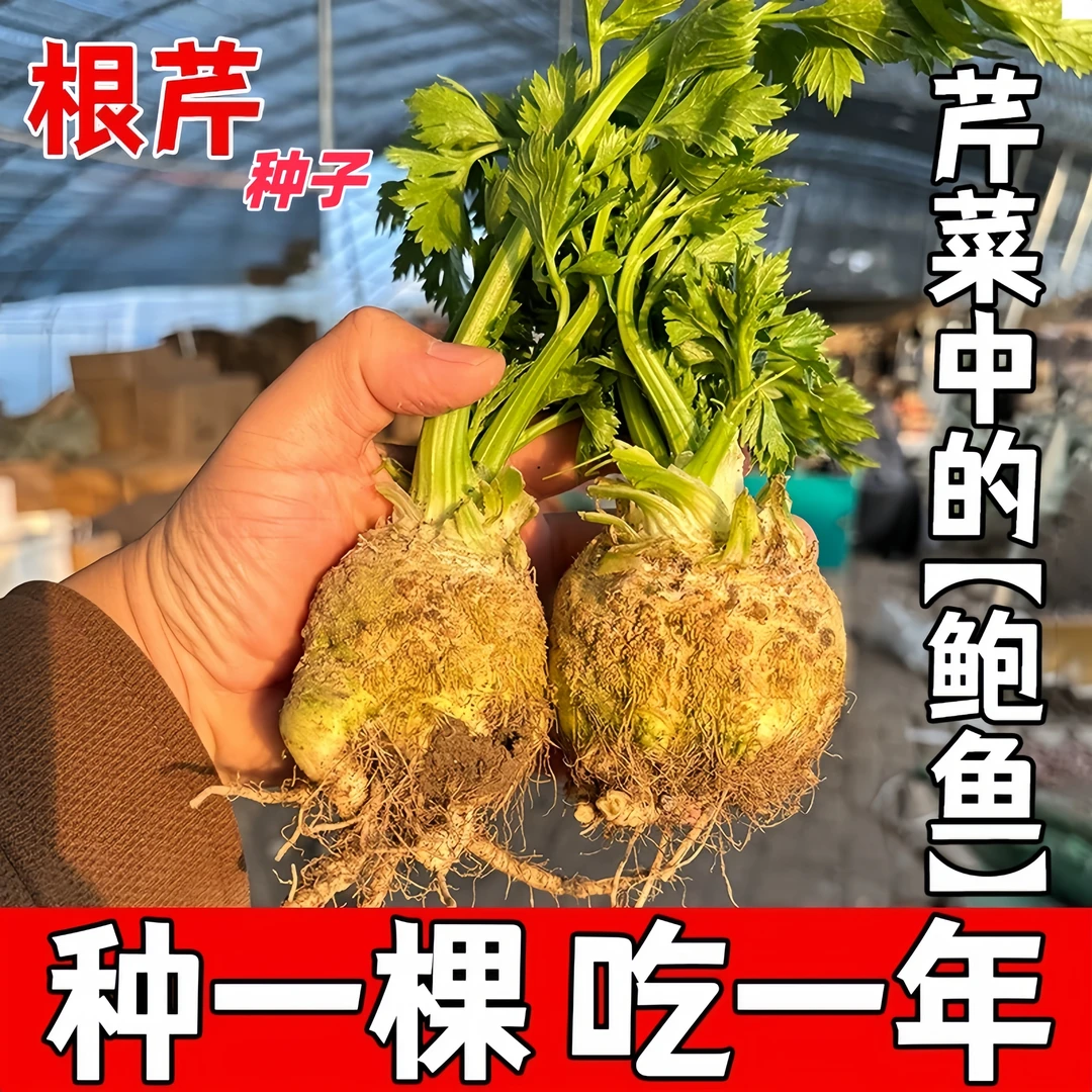 根芹种秋冬季洋芹芹菜块芹种籽球根四季种子盆栽庭院蔬菜种子