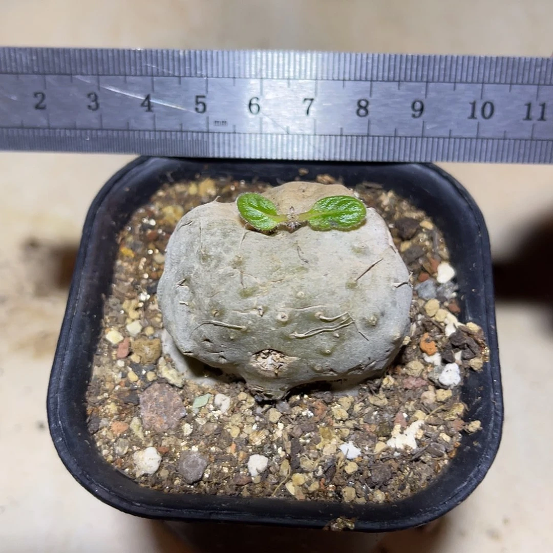 断崖香妃一物一拍