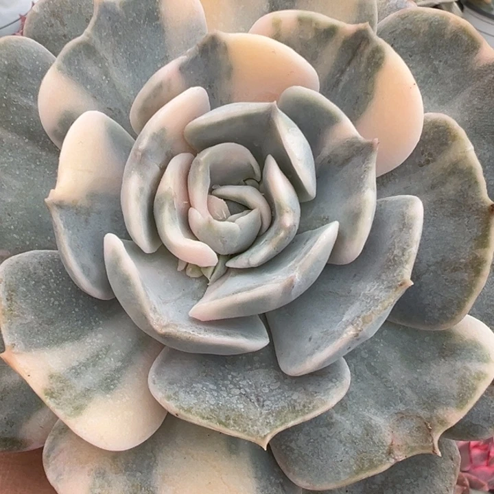 双子锦座锦多肉植物