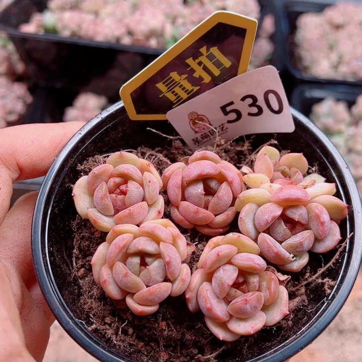 多肉植物多肉植物