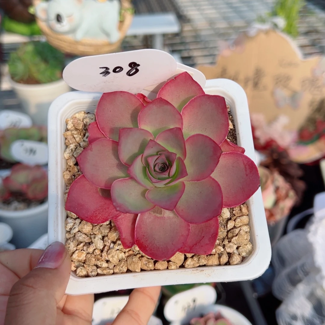 308黄帕单棵（外部叶片小伤）