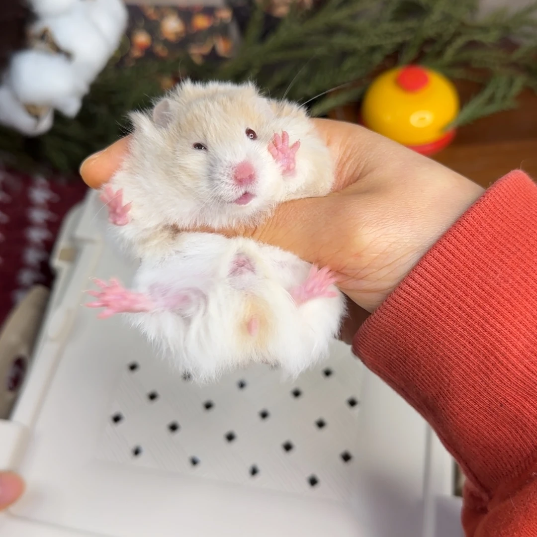 肉桂波妹妹11.30生日