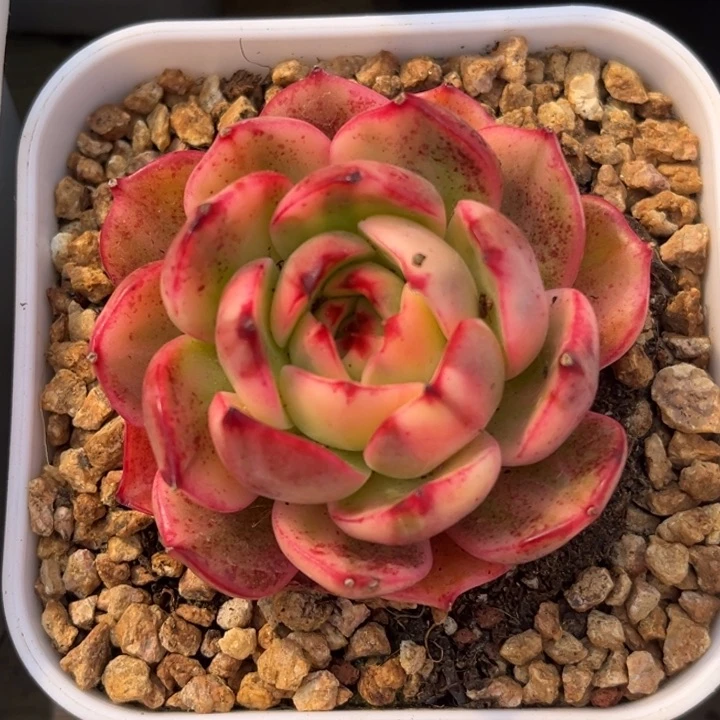 弗朗明哥锦一颗价格发货