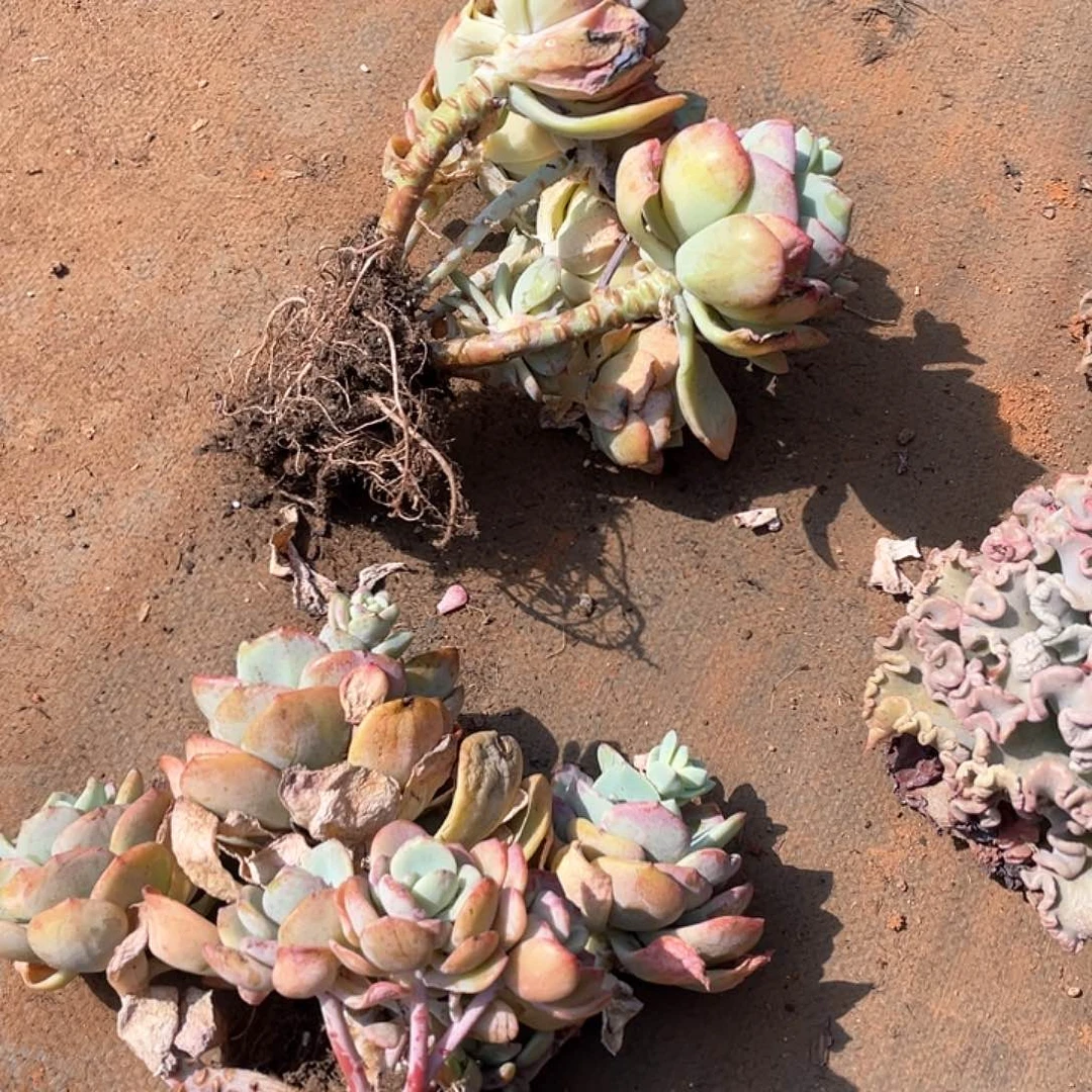 量拍白月光胖哥多肉