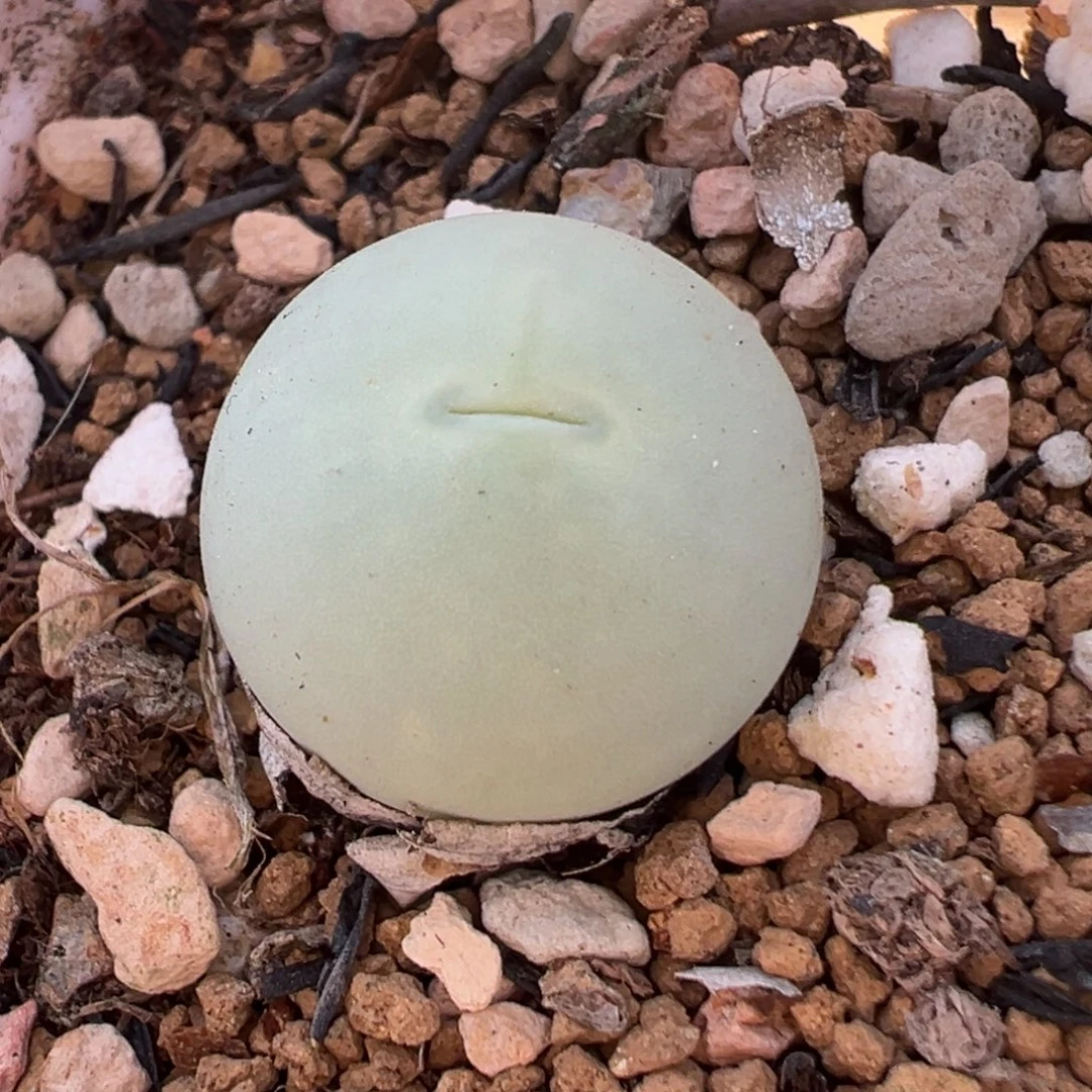 158多肉植物种类多样