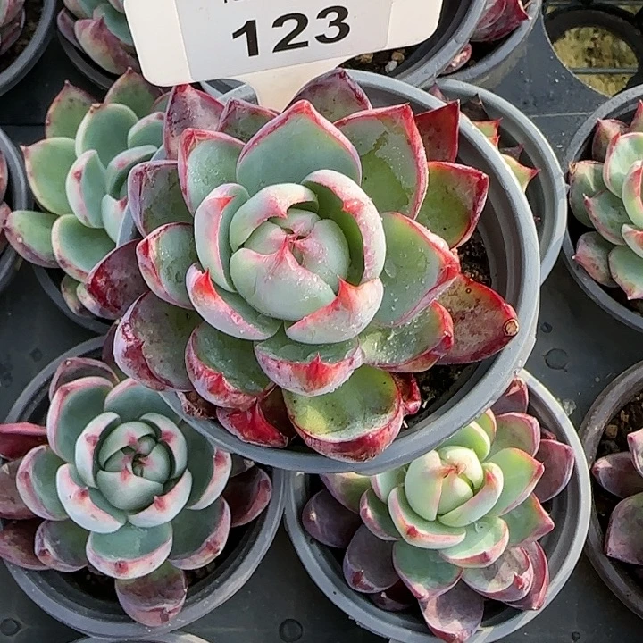 谜***123 惊鸿仙子多肉植物6-9cm