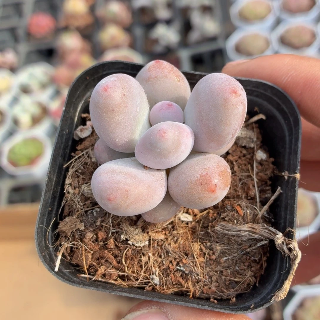 奶酪多肉9.9包邮发货