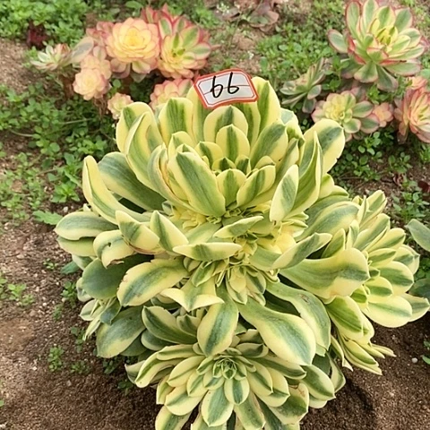 新尼亚老桩捧花66