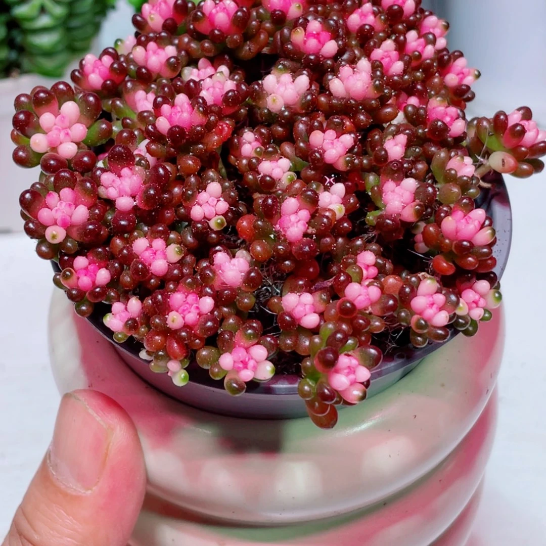 七彩龙珠凑单满9.9包邮发