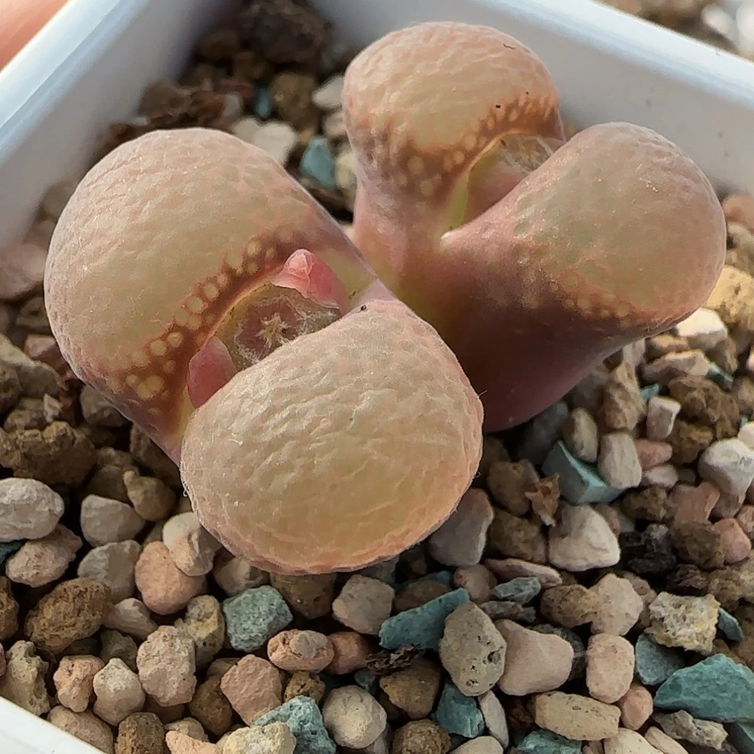 多肉植物母本优惠238号