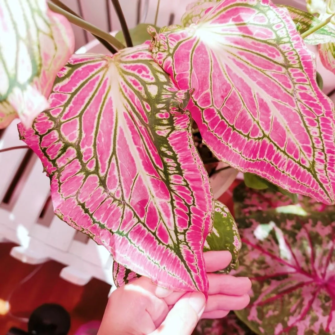 彩叶芋粉色和声耐热种球多年生室内彩叶观叶类盆栽绿植