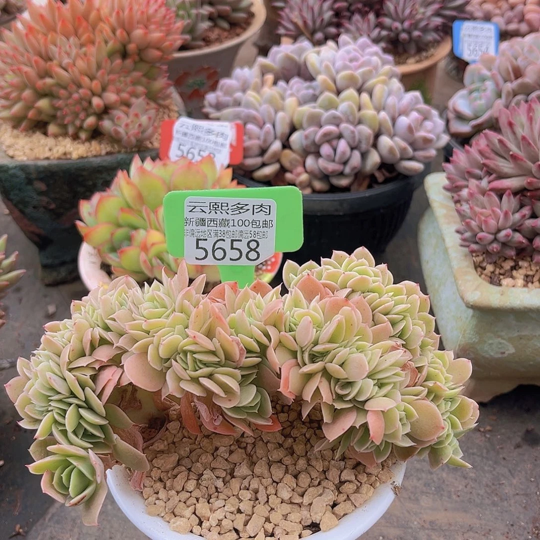 5658星娜塔缀多肉植物