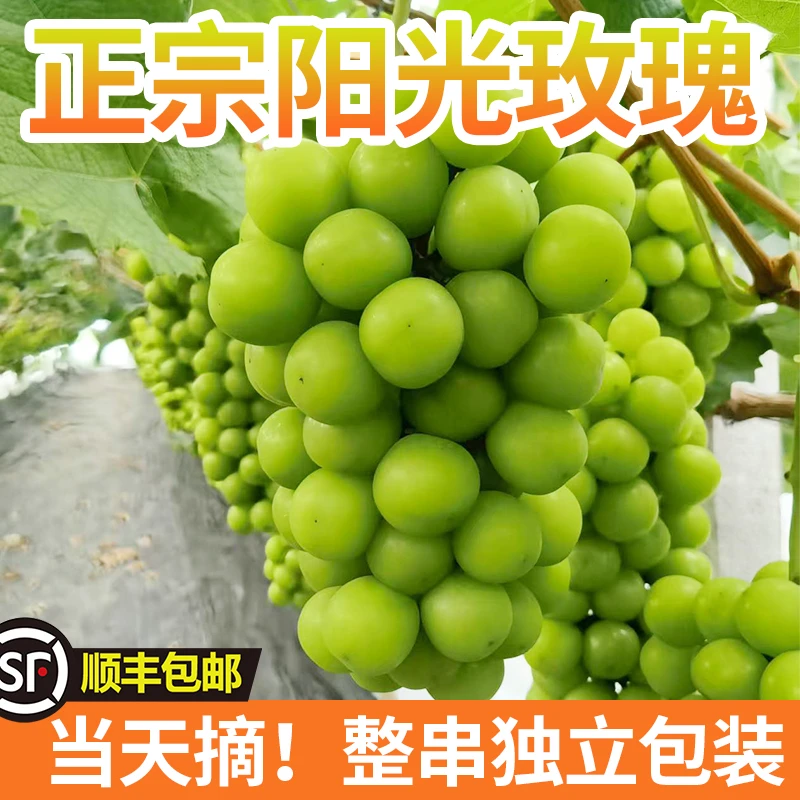 新鲜阳光玫瑰葡萄香甜多汁应季水果产地直发