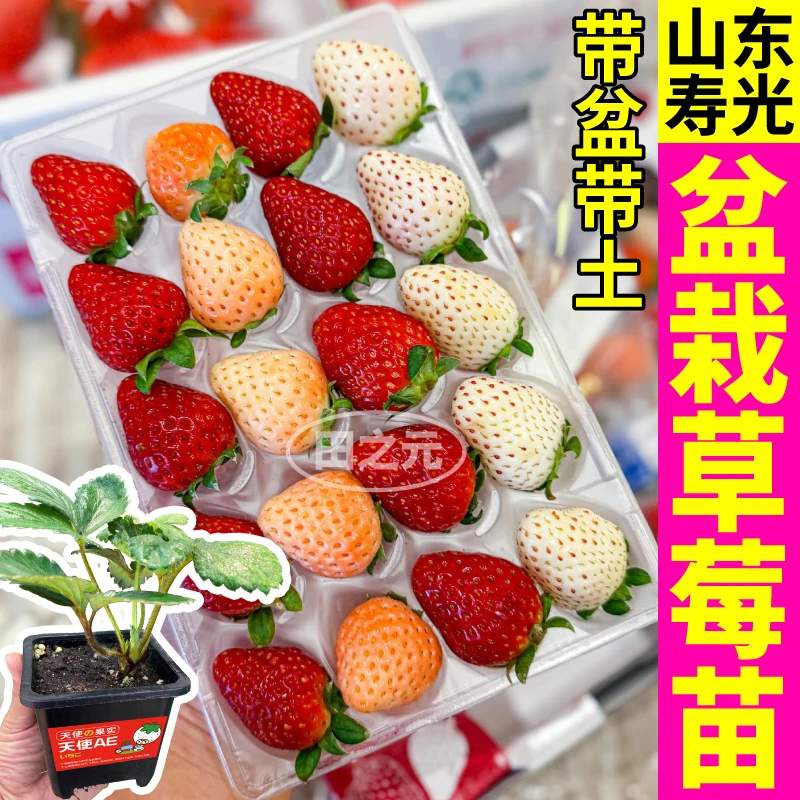 优质奶油草莓秧苗原土原盆红颜真红美玲红白黑草莓苗室内外易种植