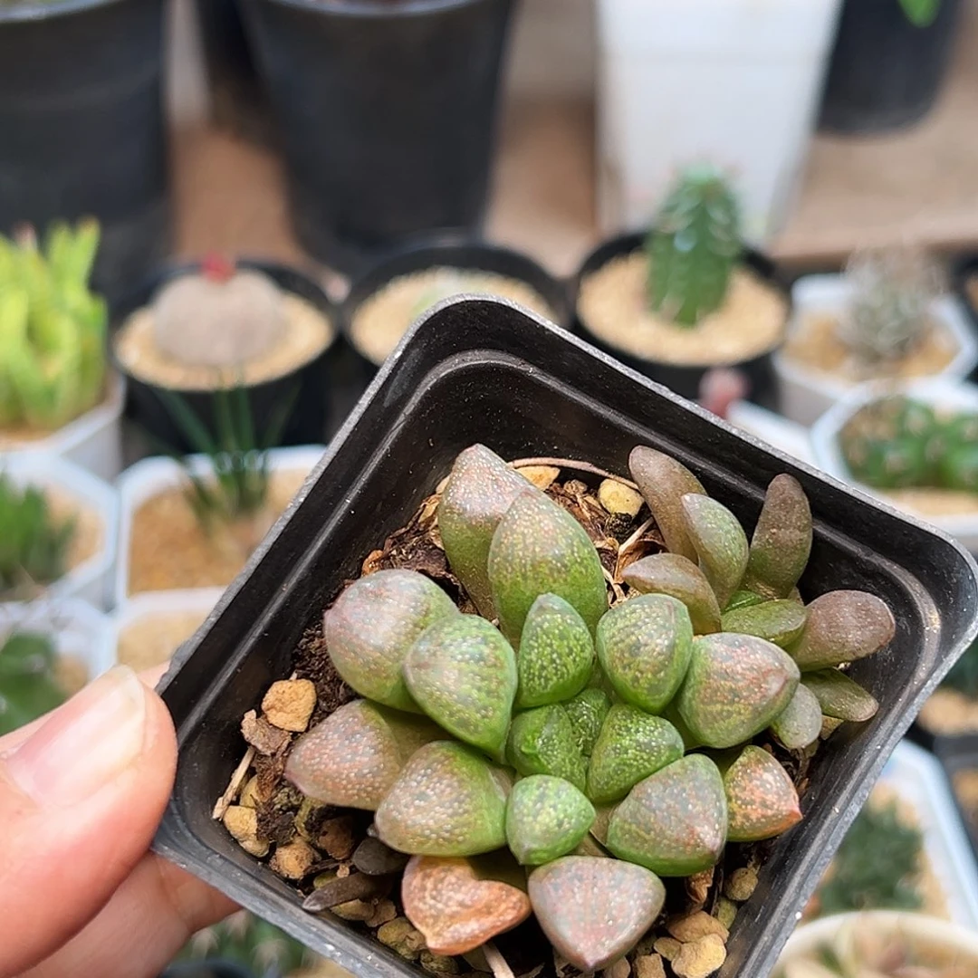 爱心寿硬叶十二卷一颗