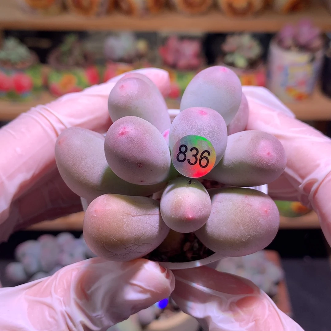 米可奶酪多肉米可奶836