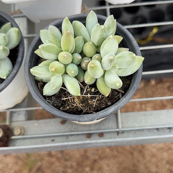 青蛙王子儿童牙膏11