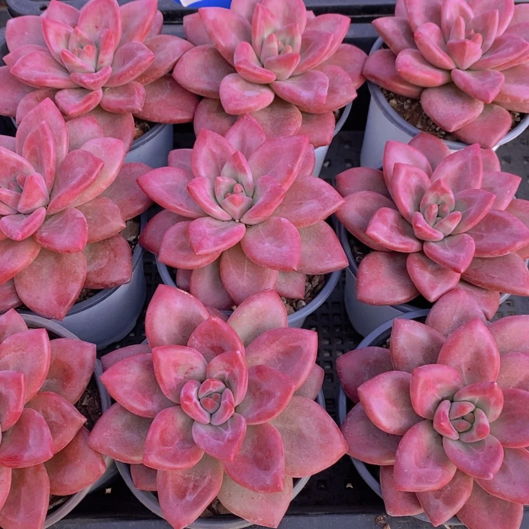 量拍59号 正版老桩母本赫菲斯托单头一个