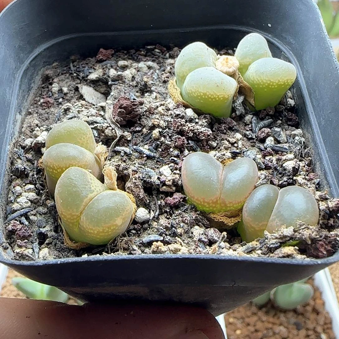 特价一盆风铃。   41952