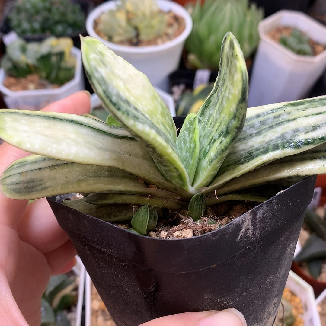 大型子宝锦带盆土发货loo