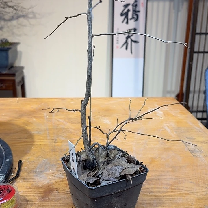 老鸦柿红艳根培苗一棵
