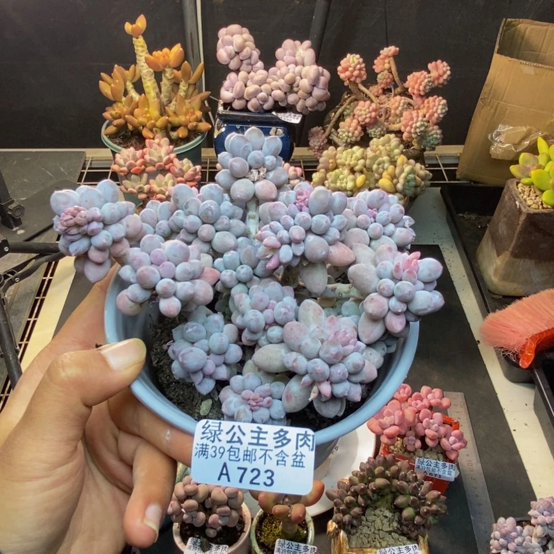 723香水手指奶多肉9c m