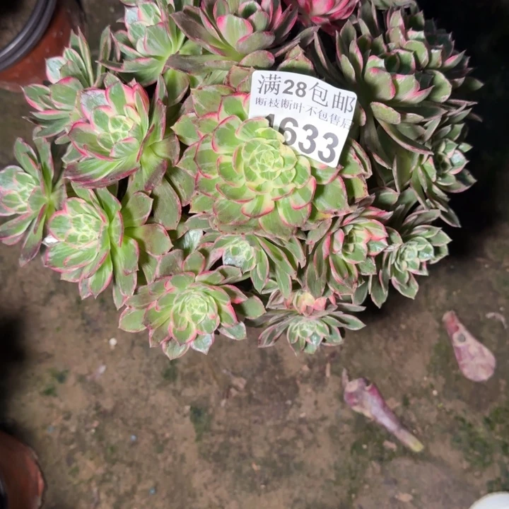 4633万花筒多肉植物