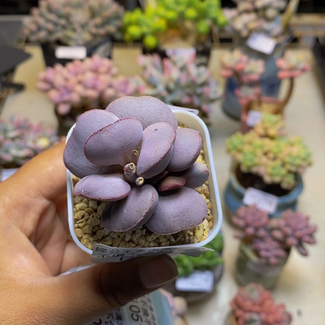 岩***️049小红蛋多肉4cm