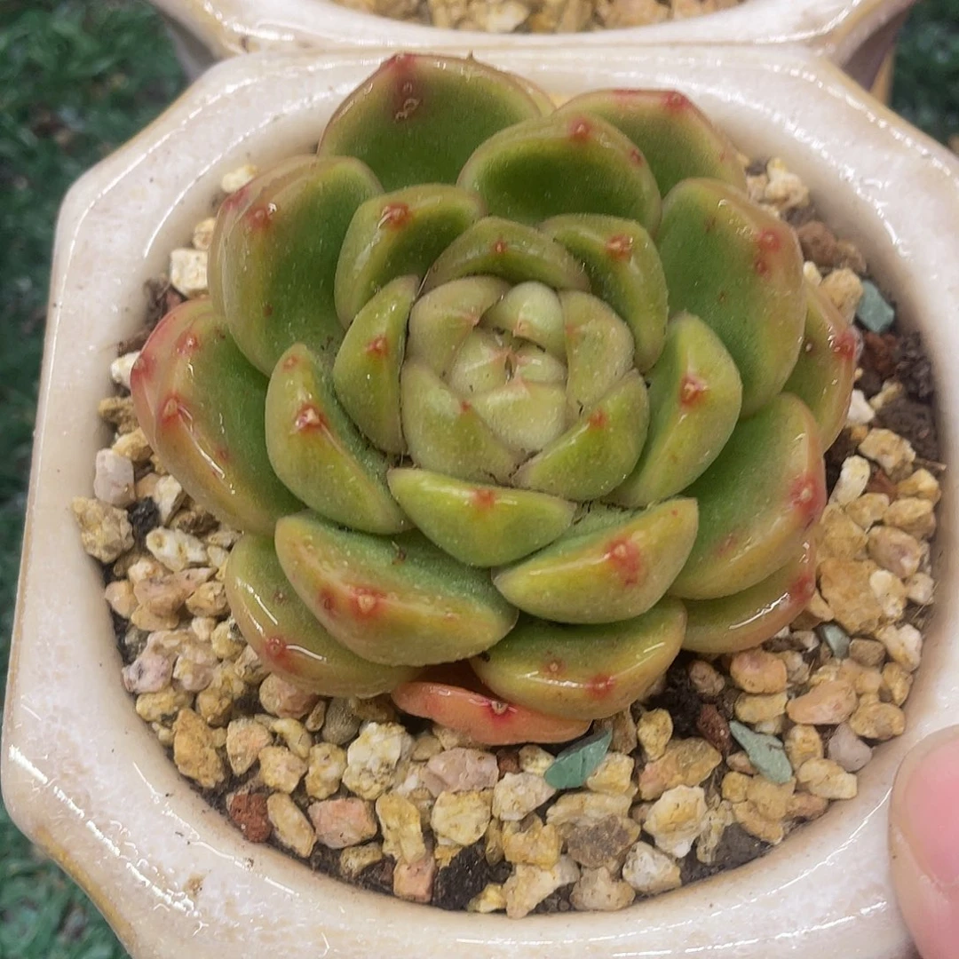 珍妮一物一拍28包邮非偏远