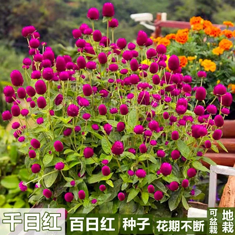千日红种子百日红千日粉大花球庭院景观绿化花卉易活草花千日紫籽