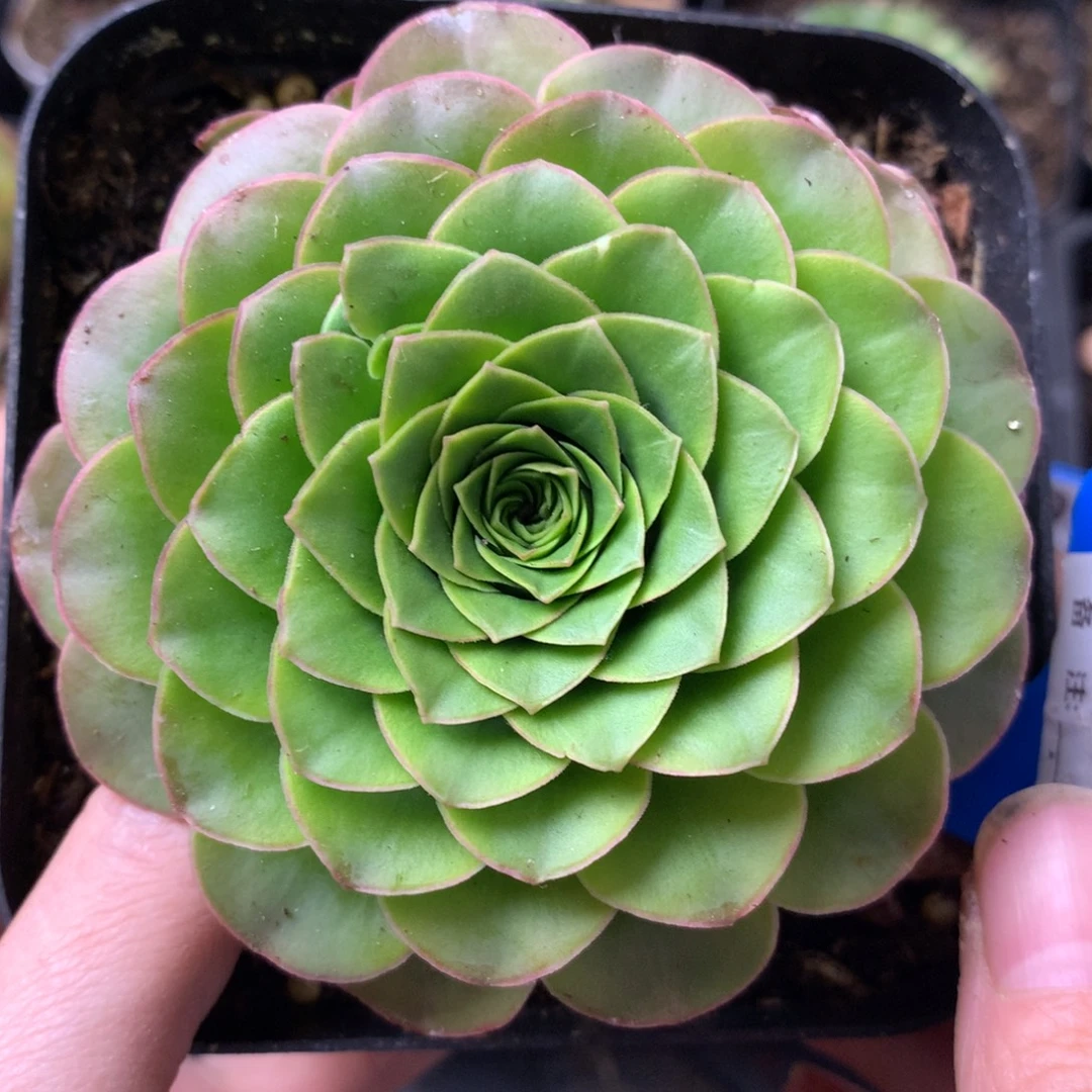 一物一拍紫娃娃766