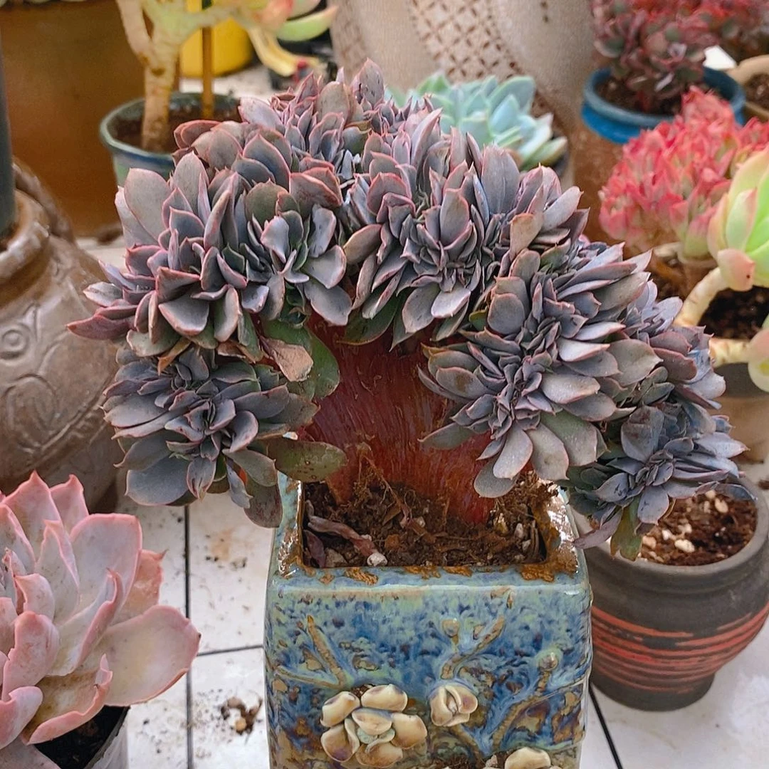 多肉植物非常福利花之鹤缀化