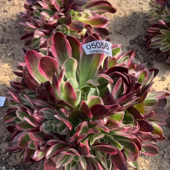 05056粉水晶多肉植物