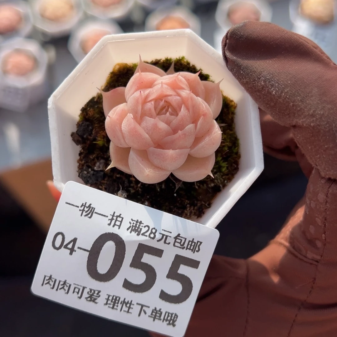 麦秆，多肉多肉多肉多肉