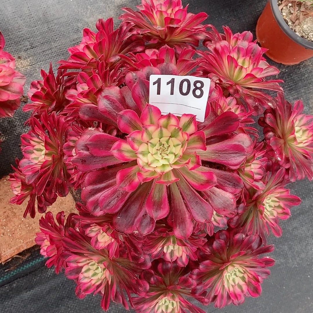 红陶1108红铜白4多肉