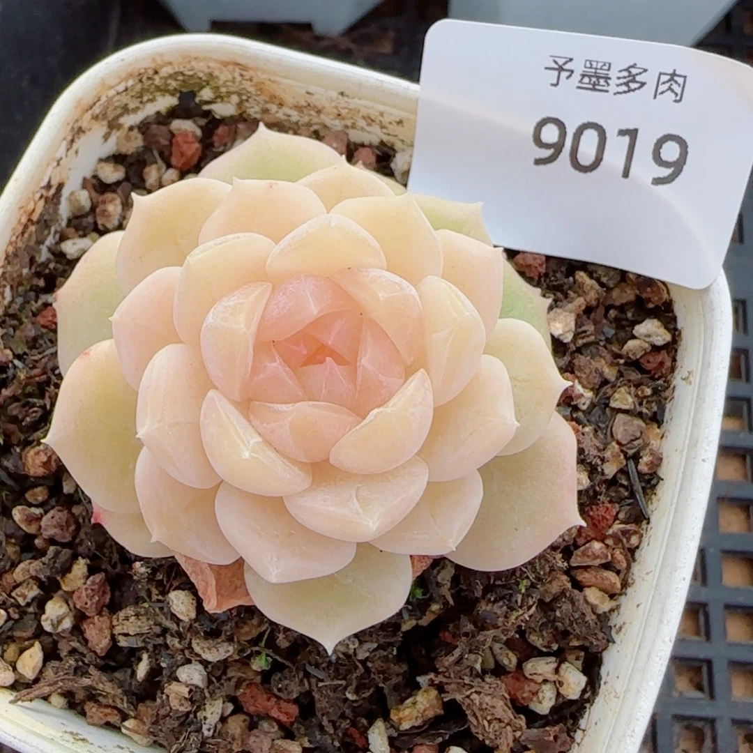 孤月珍妮，9019多肉植物