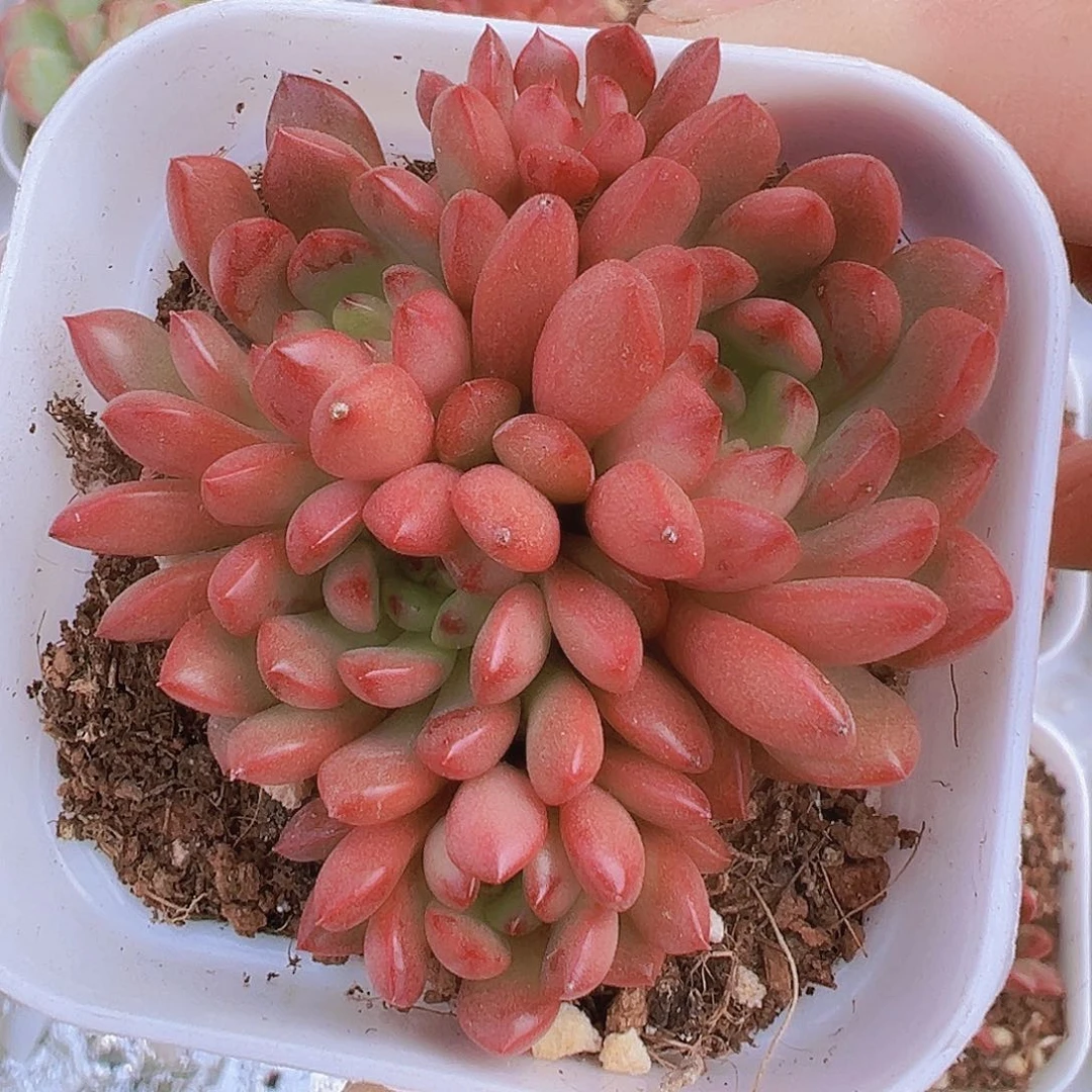 红宝石19包邮多肉植物