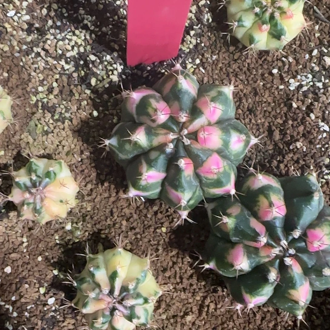 L741-0103泰国发货 磨砂玻璃