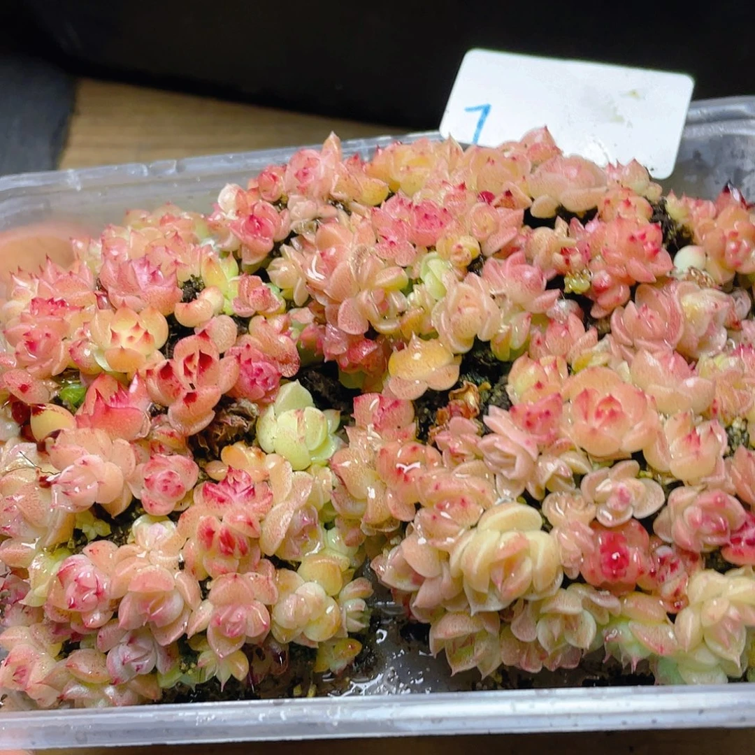 多肉植物多肉植物7