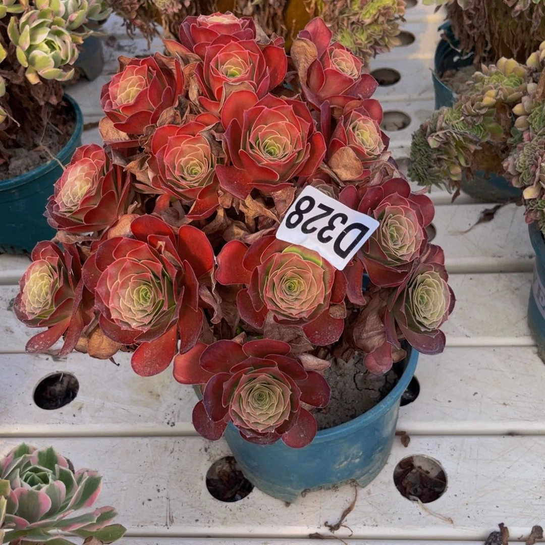 魅金法师7—8包邮法师