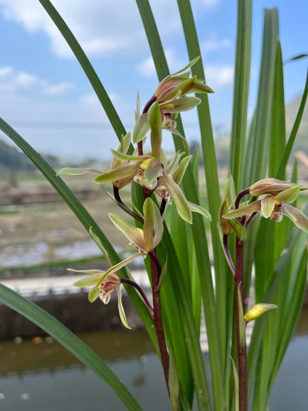 云南腾冲本地绿兰.送春(临时链接请勿拍)