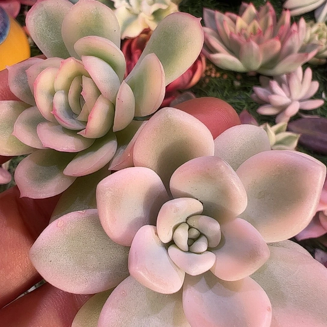 一***生多肉植物多肉植物