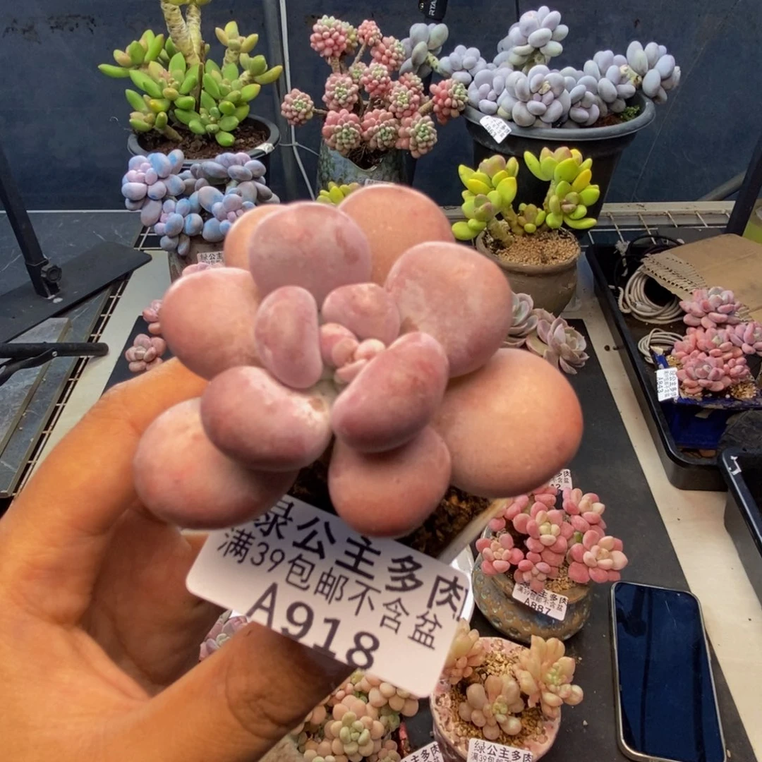 918达摩奶多肉4c m