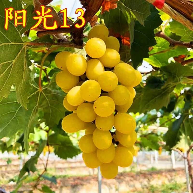 鲜山甜院阳光13葡萄树苗（爬藤的）南北方种植荔枝树蓝莓树皇后果树