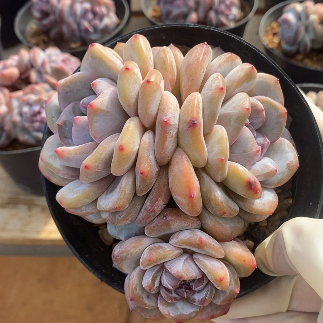 三头黄底紫心短圆肥