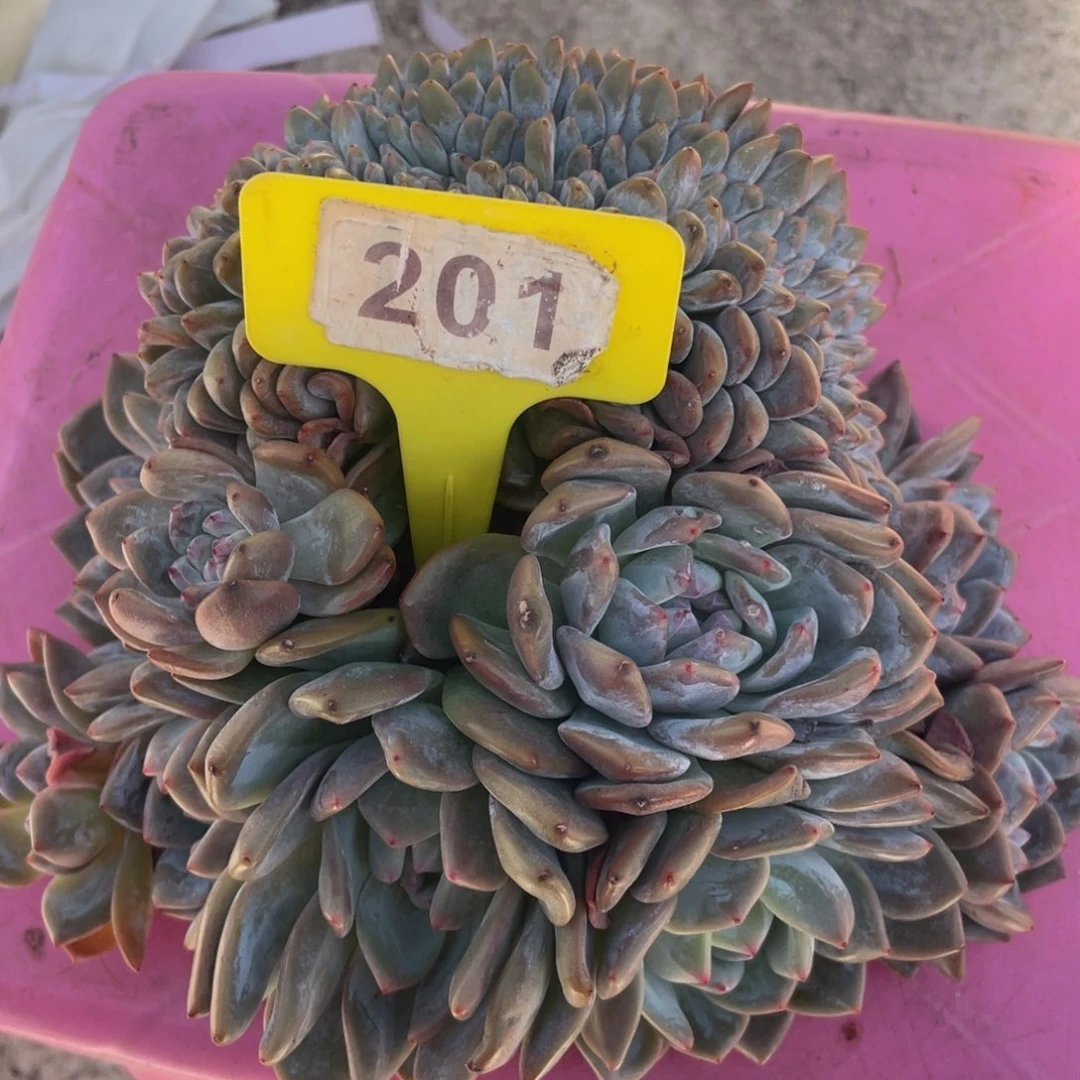 紫皮星影缀化多头群人群生201号